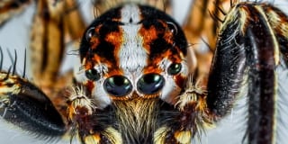 Spider - Is German hard to learn – the beauty of the German language